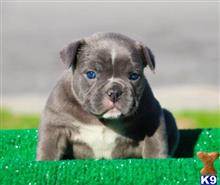 american pit bull puppy posted by Exotic Bully